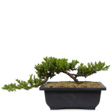 Dwarf Japanese Garden Juniper 16