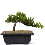 Dwarf Japanese Garden Juniper 17