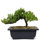 Dwarf Japanese Garden Juniper 17