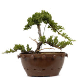 Dwarf Japanese Garden Juniper 18