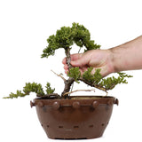 Dwarf Japanese Garden Juniper 18