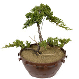 Dwarf Japanese Garden Juniper 18