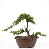 Dwarf Japanese Garden Juniper 18