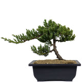 Dwarf Japanese Garden Juniper 19