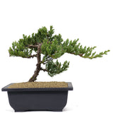 Dwarf Japanese Garden Juniper 19