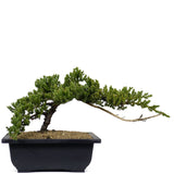 Dwarf Japanese Garden Juniper 20