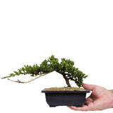 Dwarf Japanese Garden Juniper 20