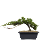 Dwarf Japanese Garden Juniper 20