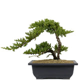 Dwarf Japanese Garden Juniper 21