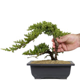 Dwarf Japanese Garden Juniper 21