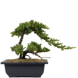 Dwarf Japanese Garden Juniper 21