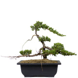 Dwarf Japanese Garden Juniper 22