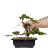 Dwarf Japanese Garden Juniper 22