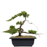 Dwarf Japanese Garden Juniper 22