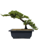 Dwarf Japanese Garden Juniper 23