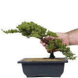 Dwarf Japanese Garden Juniper 23