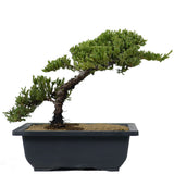 Dwarf Japanese Garden Juniper 23