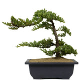 Dwarf Japanese Garden Juniper 24