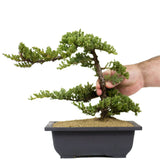 Dwarf Japanese Garden Juniper 24