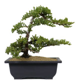 Dwarf Japanese Garden Juniper 24