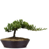 Dwarf Japanese Garden Juniper 26