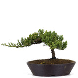 Dwarf Japanese Garden Juniper 26