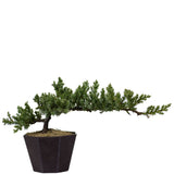 Dwarf Japanese Garden Juniper 27