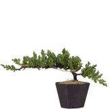 Dwarf Japanese Garden Juniper 27