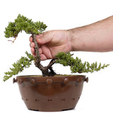 Dwarf Japanese Garden Juniper 28