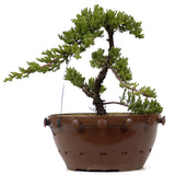 Dwarf Japanese Garden Juniper 29