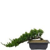 Dwarf Japanese Garden Juniper 3