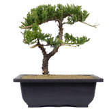 Dwarf Japanese Garden Juniper 32