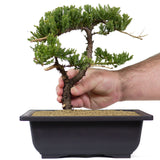 Dwarf Japanese Garden Juniper 32