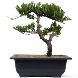 Dwarf Japanese Garden Juniper 32