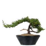 Dwarf Japanese Garden Juniper 37