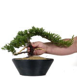 Dwarf Japanese Garden Juniper 37