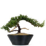 Dwarf Japanese Garden Juniper 37