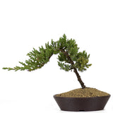 Dwarf Japanese Garden Juniper 38