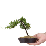 Dwarf Japanese Garden Juniper 38