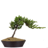 Dwarf Japanese Garden Juniper 38