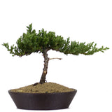 Dwarf Japanese Garden Juniper 39