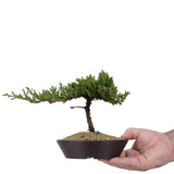 Dwarf Japanese Garden Juniper 39