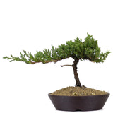 Dwarf Japanese Garden Juniper 39