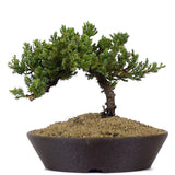 Dwarf Japanese Garden Juniper 41