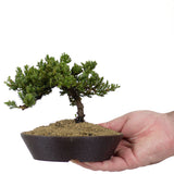 Dwarf Japanese Garden Juniper 41