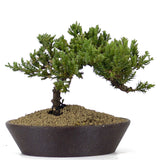 Dwarf Japanese Garden Juniper 41