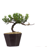 Dwarf Japanese Garden Juniper 42