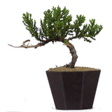 Dwarf Japanese Garden Juniper 42