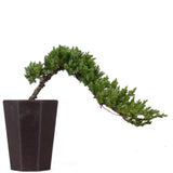 Dwarf Japanese Garden Juniper 43