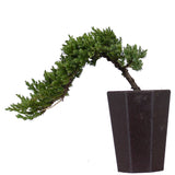 Dwarf Japanese Garden Juniper 43